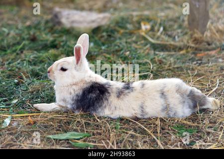 Hauskaninchen liegt auf dem Gras Stockfoto