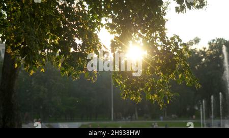 Grüner Park zur Sommerzeit in während der Sonnenuntergangszeit. Stockfoto