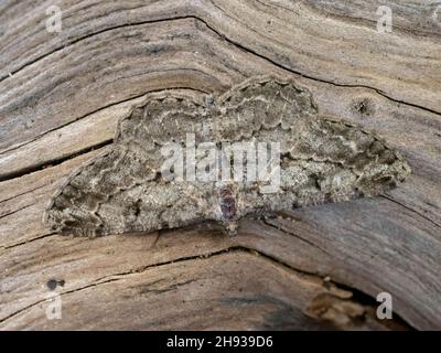 Eine Willow Beauty Moth (Peribatodes rhomboidaria), die auf einem Baumstamm in der englischen Landschaft ruht Stockfoto