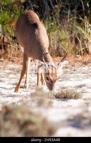 Ein junger Rüde aus Weißschwanzhirse (Odocoileus virginianus), der auf Assateague Island National Seashore, Maryland, weidet Stockfoto