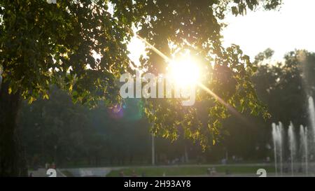 Grüner Park zur Sommerzeit in während der Sonnenuntergangszeit. Stockfoto