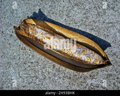 Schote geflügelter Samen auf dem Boden Stockfoto