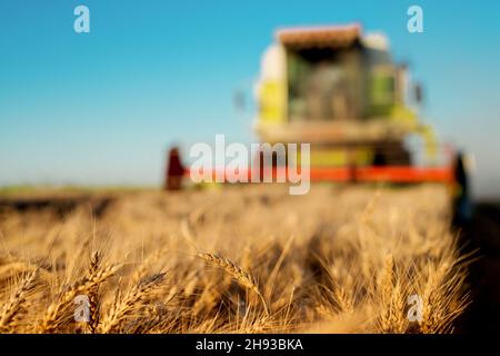 Weizenfeld mit Mähdrescher-Ernte dahinter. Stockfoto
