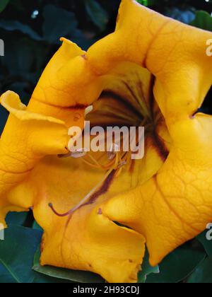 Goldene Kelchweinrebe oder Becher Gold (Solandra maxima) Stockfoto