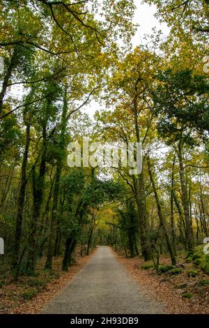 Mata da Albergaria, parque nacional da Peneda Gerês in Nordportugal. Nationalpark Gerês, geschützter Eichenwald. Treeking und Wandern im Freien. Stockfoto