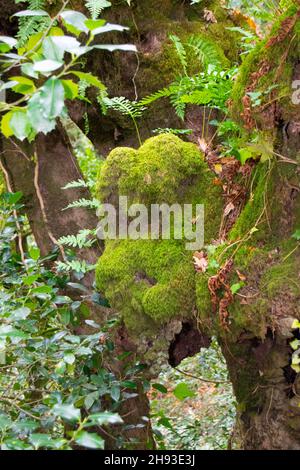 Mata da Albergaria, parque nacional da Peneda Gerês in Nordportugal. Nationalpark Gerês, Mata de Albergaria im Biosphärenreservat Geres-Xures. Stockfoto