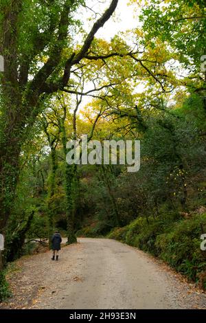 Mata da Albergaria, parque nacional da Peneda Gerês in Nordportugal. Erwachsene Frauen, die im Wald oder im Wald spazieren gehen. Frauen gehen für Bewegung, Gesundheit. Stockfoto