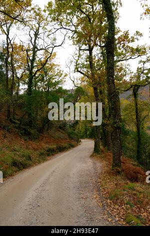 Mata da Albergaria, parque nacional da Peneda Gerês in Nordportugal. Nationalpark Gerês, Mata de Albergaria im Biosphärenreservat Geres-Xures. Stockfoto