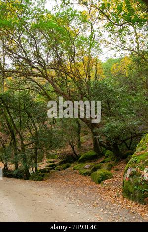 Mata da Albergaria, parque nacional da Peneda Gerês in Nordportugal. Nationalpark Gerês, Mata de Albergaria im Biosphärenreservat Geres-Xures. Stockfoto