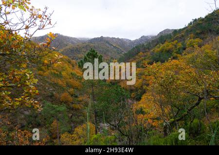 Mata da Albergaria, parque nacional da Peneda Gerês in Nordportugal. Nationalpark Gerês, Mata de Albergaria im Biosphärenreservat Geres-Xures. Stockfoto