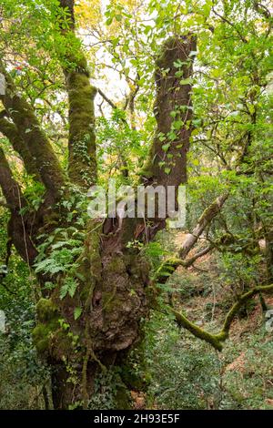 Mata da Albergaria, parque nacional da Peneda Gerês in Nordportugal. Nationalpark Gerês, Mata de Albergaria im Biosphärenreservat Geres-Xures. Stockfoto