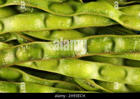 Hintergrund-Makroansicht von unreifen Golden Wattle (Acacia pycnantha) Samenkapseln, australischer einheimischer Baum Stockfoto
