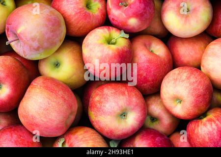 Frische Äpfel in einer Nahaufnahme zusammengeschichtet. Einige Blätter und Stiele bleiben auf den frischen Früchten Stockfoto