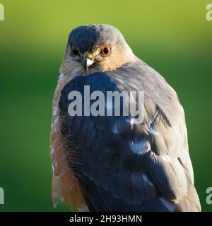 Ein wilder, scharf glänzender Falke aus der Nähe starrte direkt in den Blickpunkt mit einer orangen Iris mit schwarzer Pupille im Auge Stockfoto