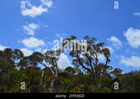 Ein Blick auf Eukalyptusbäume in Buschland in den Blue Mountains von Australien Stockfoto