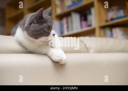 britische Kurzhaarkatze, die auf einem Sofa im Wohnzimmer liegt Stockfoto