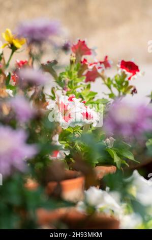 Selektiver Fokus von Petunia Blumen, einer blühenden Pflanze mit bunten Blumen. Howrah, Westbengalen, Indien. Stockfoto