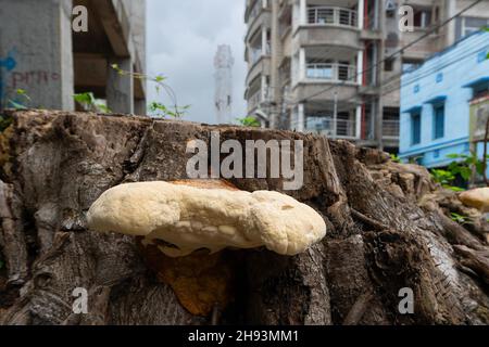 Großer polyporöser Pilz, ein häufiger Pilz auf altem Baumstamm. Howrah, Westbengalen, Indien. Stockfoto