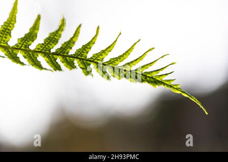 Lakritz Fern, Polypodium glycyrrhiza, wächst auf einem moosigen Bigtooth Maple Stamm im Skokomish River Gebiet des Olympic National Forest, Washington State, U Stockfoto