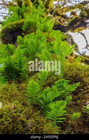 Lakritz Fern, Polypodium glycyrrhiza, wächst auf einem moosigen Bigtooth Maple Stamm im Skokomish River Gebiet des Olympic National Forest, Washington State, U Stockfoto
