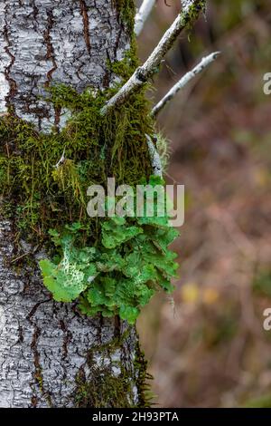 Oregon-Lungenkraut, Lobaria oregana, Flechten, die auf einem Baumstamm im Skokomish-Gebiet des Olympic National Forest, Washington State, USA, wächst Stockfoto