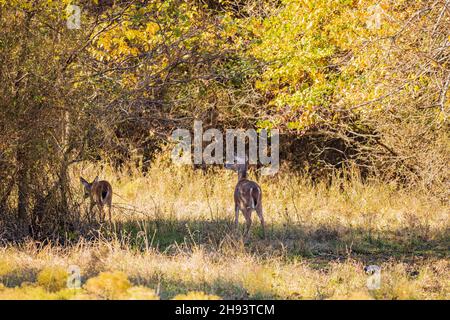 Nahaufnahme von Hirschen, die Gras in Oklahoma fressen Stockfoto