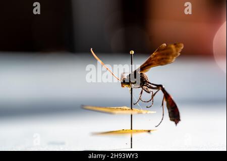 Geflemmte Ichneumonwespe in einer Entomologie-Insektensammlung Stockfoto