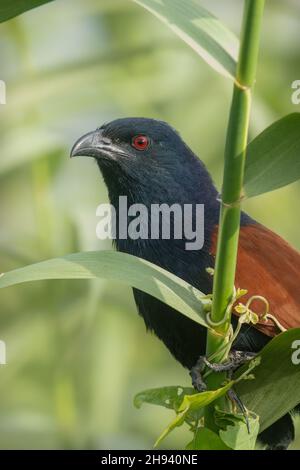 Der größere Kukkenfaasan (Centropus sinensis) ist ein großes, nicht parasitäres Mitglied der Kuckuckordnung der Vögel, der Cuculiformes. Eine weit verbreitete Stockfoto