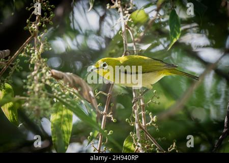 Das indische Weißauge (Zosterops palpebrosus), früher das orientalische Weißauge, ist ein kleiner Singvögel aus der Familie der Weißaugen. Es ist ein Bewohner bre Stockfoto