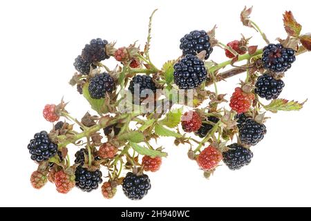 Reife und unreife Beeren der Garten Brombeerfrucht auf stacheligen scharfen Ast. Isoliert auf weißer Makroaufnahme im Studio Stockfoto