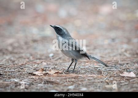 Der graue Buschschschschatten (Saxicola ferreus) ist eine Art von Singvögeln aus der Familie der Muscicapidae. Es ist im Himalaya, Südchina, Taiwan, Stockfoto