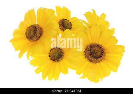 Gelbe Garten dekorative Sonnenblumen. Isoliert auf weißer Makroaufnahme Stockfoto