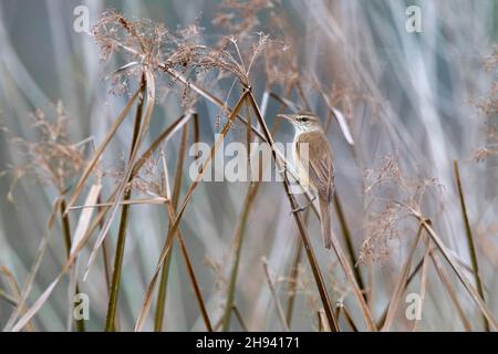 Der orientalische Rohrsänger (Acrocephalus orientalis) ist ein Singvögel Ostasiens, der zur Rohrsänger-Gattung Acrocephalus gehört. Es war forme Stockfoto