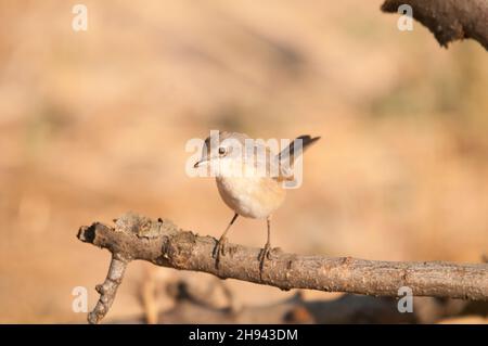 Acrocephalus Scirpaceus - The Common Carrisier - Ave Family Acrocephalidae. Stockfoto