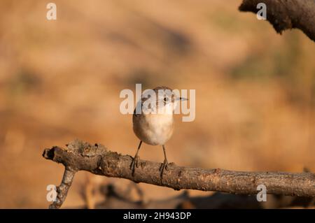 Acrocephalus Scirpaceus - The Common Carrisier - Ave Family Acrocephalidae. Stockfoto