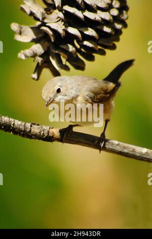 Acrocephalus Scirpaceus - The Common Carrisier - Ave Family Acrocephalidae. Stockfoto