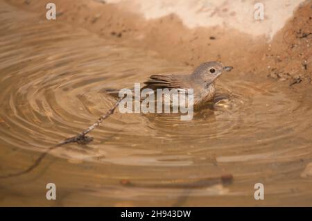 Acrocephalus Scirpaceus - The Common Carrisier - Ave Family Acrocephalidae. Stockfoto