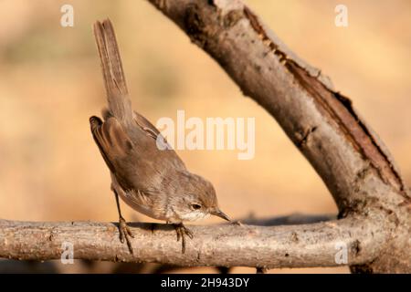 Acrocephalus Scirpaceus - The Common Carrisier - Ave Family Acrocephalidae. Stockfoto