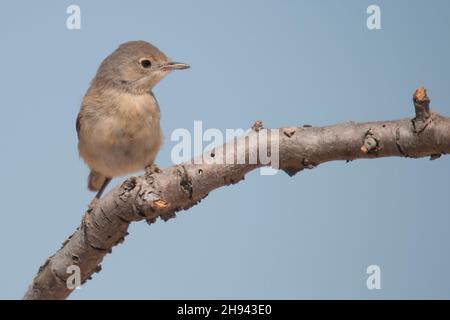 Acrocephalus Scirpaceus - The Common Carrisier - Ave Family Acrocephalidae. Stockfoto