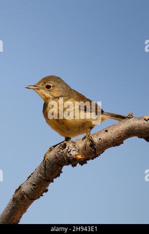 Acrocephalus Scirpaceus - The Common Carrisier - Ave Family Acrocephalidae. Stockfoto