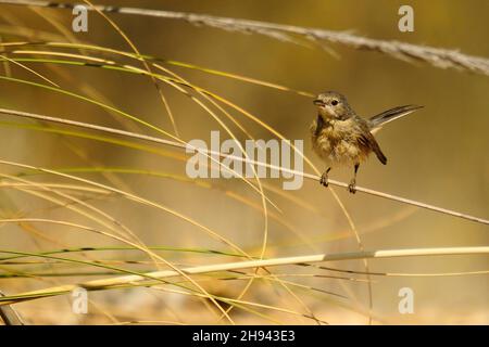 Acrocephalus Scirpaceus - The Common Carrisier - Ave Family Acrocephalidae. Stockfoto