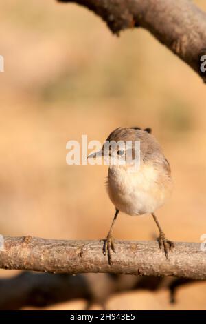 Acrocephalus Scirpaceus - The Common Carrisier - Ave Family Acrocephalidae. Stockfoto