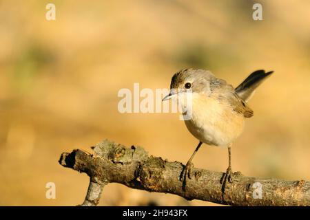 Acrocephalus Scirpaceus - The Common Carrisier - Ave Family Acrocephalidae. Stockfoto