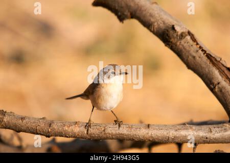 Acrocephalus Scirpaceus - The Common Carrisier - Ave Family Acrocephalidae. Stockfoto