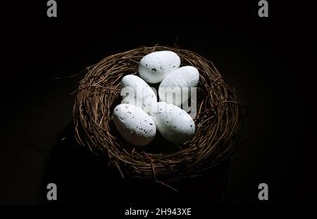 Nahaufnahme des Vogelnests mit zwei Eiern Stockfoto