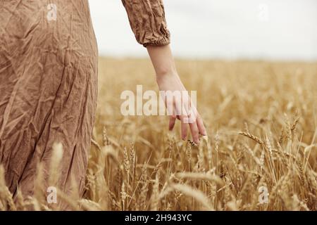 Weibliche Hand der Bauer sorgte sich um die Reifung der Weizenohren im Frühsommer an sonnigen Tagen Stockfoto