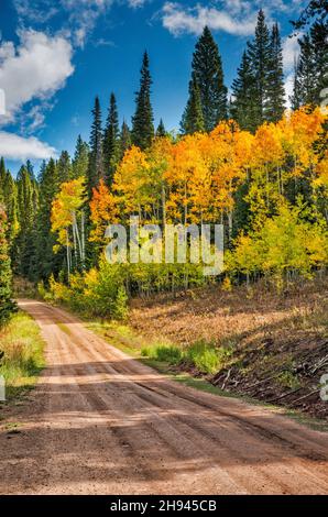 Aspen Grove im Herbst, FR 10162 aka Big Spring Backway, Hams Fork Ridge, Tunp Range, Bridger Teton National Forest, Wyoming, USA Stockfoto