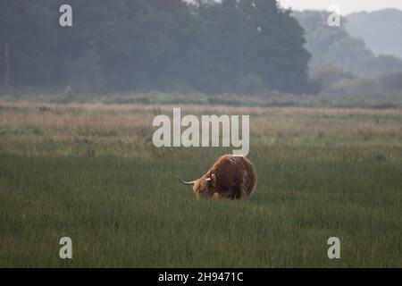 Highland Cattle (Scottish Gälisch Bò Ghàidhealach & Scots Kyloe) Norfolk GB UK September 2021 Stockfoto