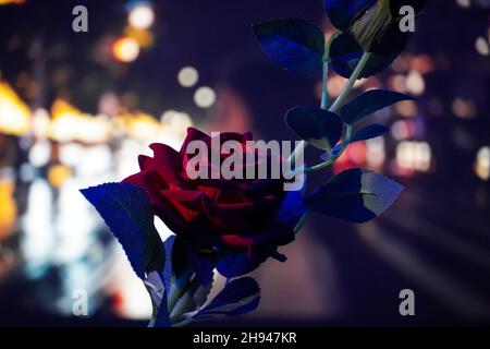 Rose Bild auf schönen bg in der Nacht Stockfoto