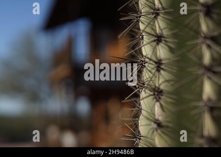 Selektive Fokusaufnahme der Stacheln einer Kaktuspflanze Stockfoto